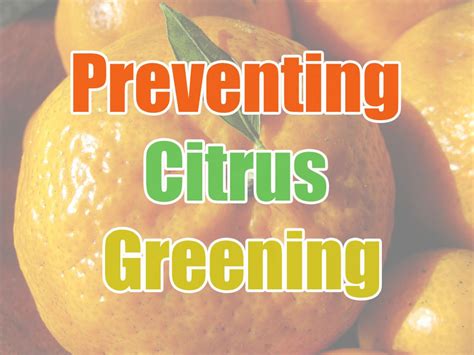 Prevent Citrus Greening With A Citrus Tree Guild The Survival Gardener