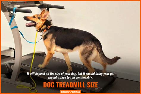 6 Best Dog Treadmills Brands Training Buying Guide Reviews And Faqs