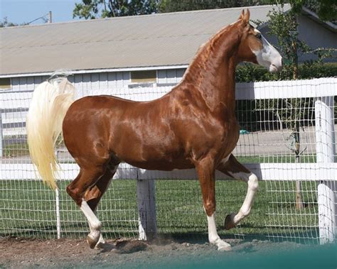 The American Saddlebred Cherokee American Saddlebred Horses
