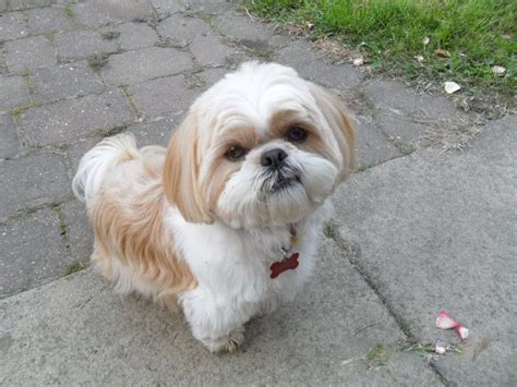 Check spelling or type a new query. How Much Does a Shih Tzu Puppy Cost? - Shih Tzu Daily ...