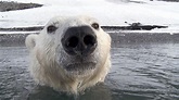 Watch Polar Bear - Spy On The Ice - S1:E1 Part 1 (2022) Online | Free ...