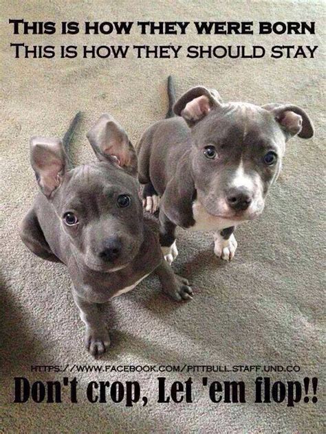 A dog with cropped ears will have painful and sensitive ears for weeks following surgery. What You Need to Know About Ear Cropping - Puppy Leaks