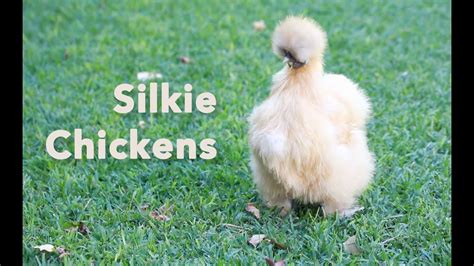 Silkie Chickens Youtube