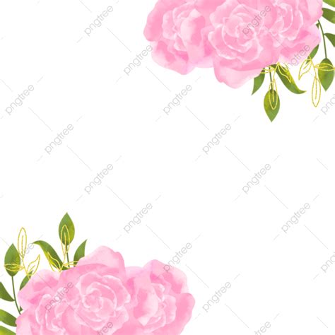 Gambar Cat Air Pink Rose Bunga Bunga Wallpaper Transparan Watercolor