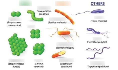 Cocci Bacteria Shape