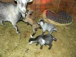 Find pygmy goats in livestock | find livestock locally for sale or adoption in ontario : Pygmy Goats - (Greenwood, NE) for Sale in Lincoln ...