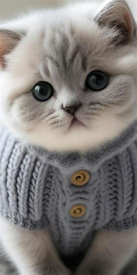 Cute Cats And Kittens Kittens Cutest Cute Animals Images Adorable