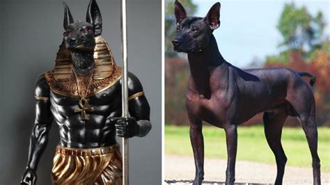 Most Ancient Dog Breeds That Still Exist Today Funnydogtv
