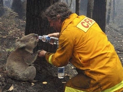 Animals Being Rescued 27 Pics