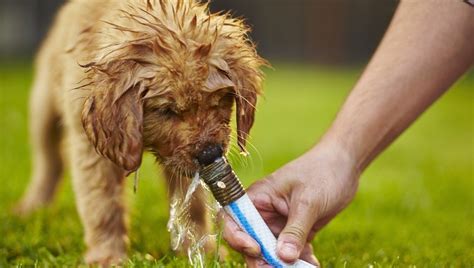 If the puppies do well eating the soaked kibble, you can eventually begin adding less water and soaking it for shorter periods until the puppies are finally eating dry kibble and drinking fresh water. 10 Fun Ways To Celebrate National Puppy Day With Your Pup ...