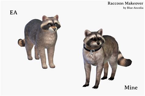 Blue Ancolia Raccoon Makeover Here Is Meeko You Might Think He