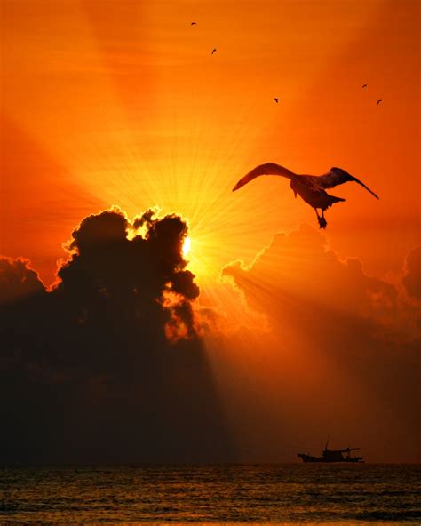 Free Images Nature Ocean Silhouette Bird Wing Light Sun