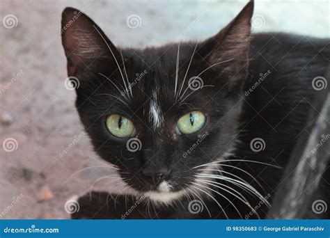 Black Cat With Turquoise Eyes Stock Image Image Of Color Charming