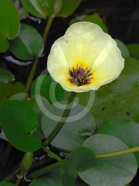 Hydrocleys Nymphoides Water Poppy Information And Photos
