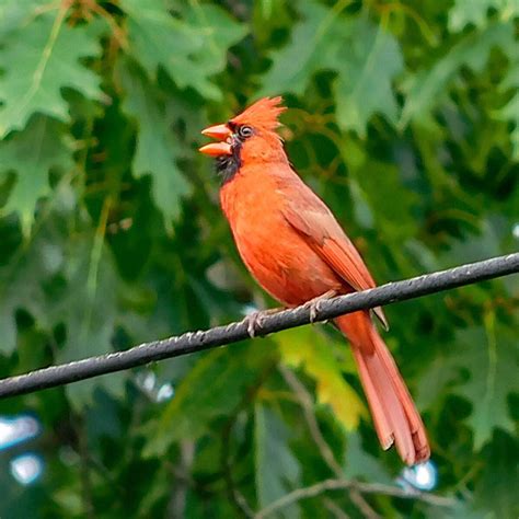 Cardinal On The Wire Dayton Ohio Rbirding