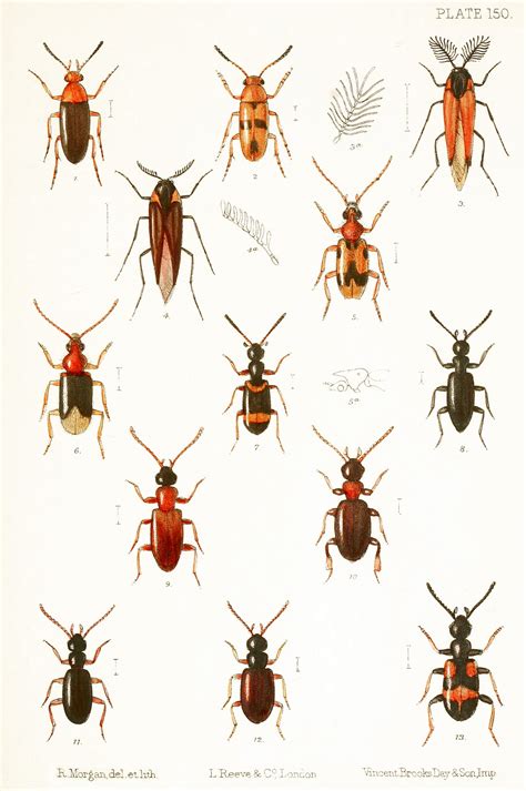 Insects Of Britain And Ireland Coleoptera Families Scraptiidae