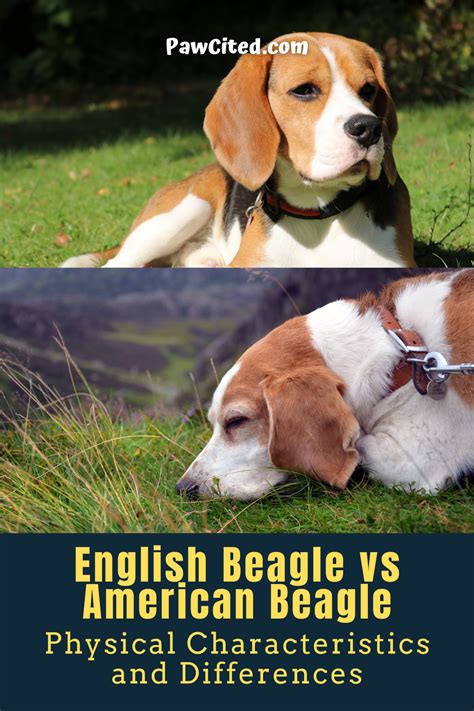 Beagle Life Expectancy Male Brianna Grier
