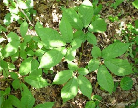 What Does Wild Ginseng Look Like Ginseng Plant Plants Endangered Plants