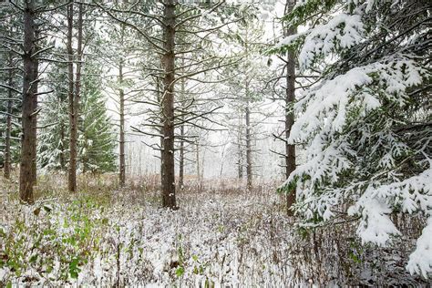 Woods In Winter At Retzer Nature Center Photograph By Jennifer