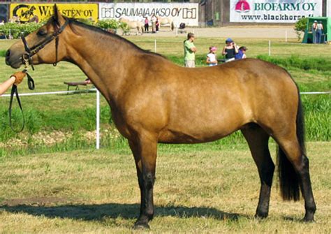 The connemara pony has a rich history that dates all the way back to the ancient celts. Ireland