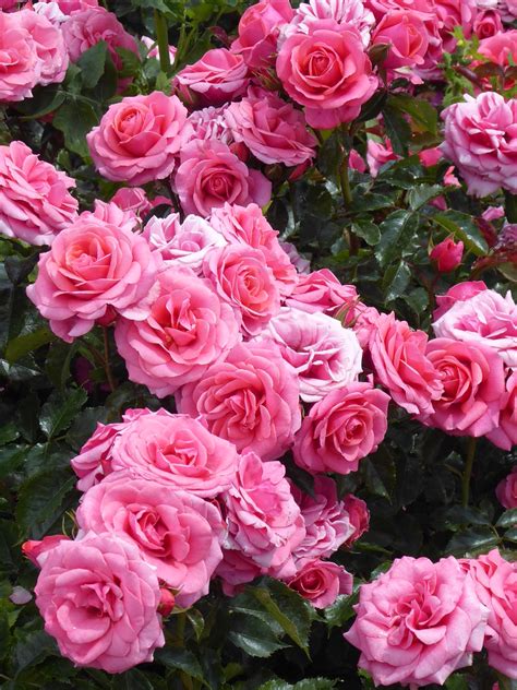 Queen Marys Rose Garden Regents Park London Nigel Turner Flickr