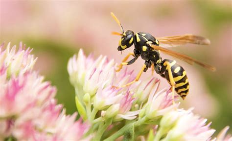 Wasps And Carpenter Bee Sting Treatments And Remedies Best Bee Brothers