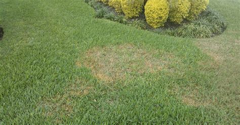 Brown Patch Is A Cool Weather Disease In St Augustine Lawns I Love Turf