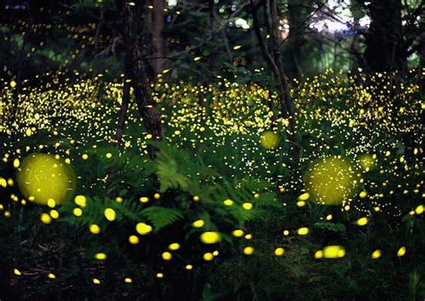 Glowing For Love Fireflies Around Town Ancient Oaks Foundation