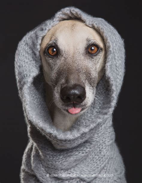 Photographer Takes Incredibly Expressive Portraits Of Her Dogs