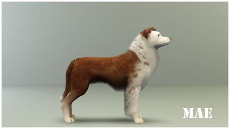 Mod The Sims Four Border Collies For Your Sims