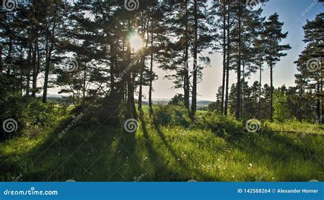 Tree And Meadow Sun Shining Through Trees Stock Photo Image Of Lawn