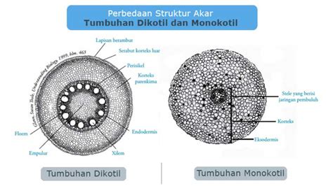 Bagian Bagian Struktur Anatomi Akar Tumbuhan Dikotil Dan Monokotil
