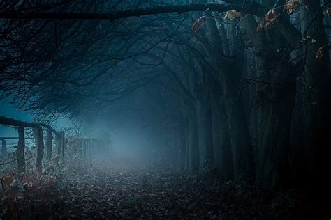 Hd Wallpaper Brown Bare Trees Dark Pathway With Dead Trees And Fog