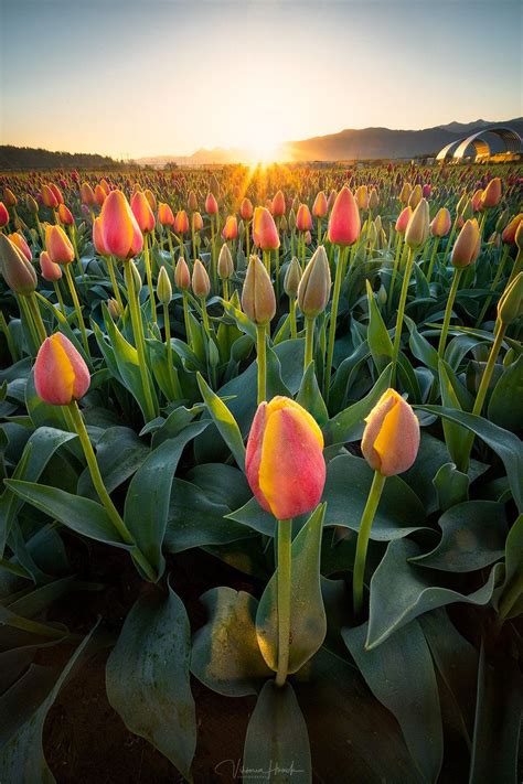 Sunrise In The Tulips I Only Just Made It Into The Field As The Sun