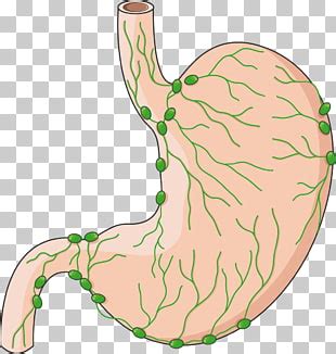Free Lymph Nodes Cliparts Download Free Lymph Nodes Cliparts Png Images Free Cliparts On