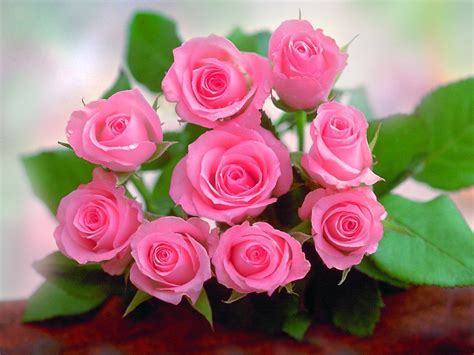 Beautiful Lovely Pink Roses Hd Wallpaper ~ Artline Feel The Creation