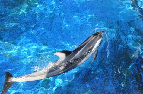 We did not find results for: Vancouver Aquarium - Vancouver Canada Reviewed | Vancouver ...