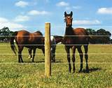 Pictures of Electric Wire Fence For Horses