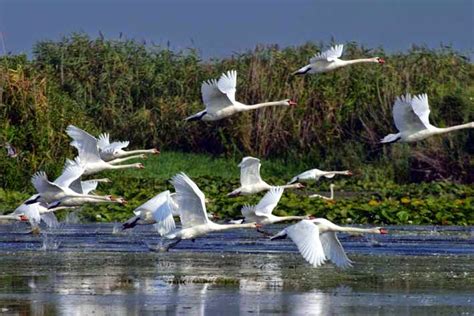 Amazing Romania Danube Delta