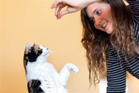 Teaching Cat Tricks 10 Tricks For Clever Cats Zooplus Magazine