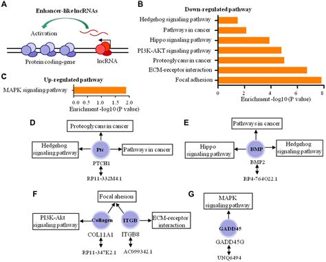 Lncrna And Mrna Expression Profiles Reveal The Potential Roles Of