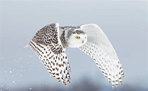 Secrets Of The Snowy Owl Habitat Adaptations And Other Facts Snowy