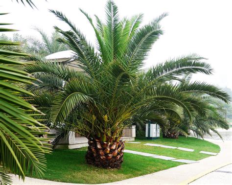 Pineapple Palm 5 Seeds Phoenix Canariensis Ornamental Tree Bonsai