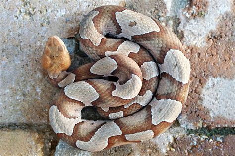 Copperhead Snakes Are Out In The Mid Atlantic And Southeast The