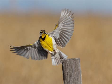 What Is The State Bird Of North Dakota And Why Birdfact