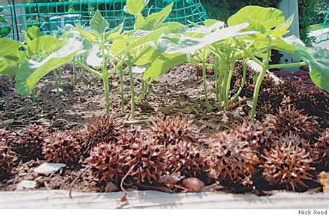 Sweetgum Pods Help Solve Snail Problem Liquidambar Seeds Used As
