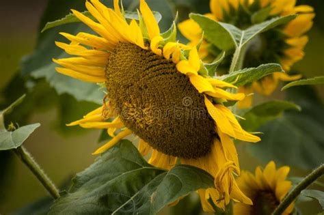 My Garden Of Sunflowers In Full Bloom Stock Image Image Of Closeup