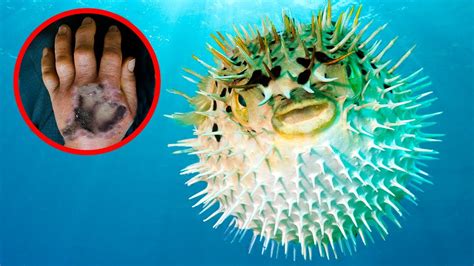 Deadliest Animal In The Ocean Horrors Of The Water 7 Deadly Sea
