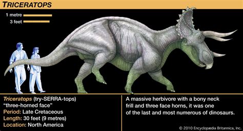 Triceratops Description Size Fossil Diet And Facts Britannica