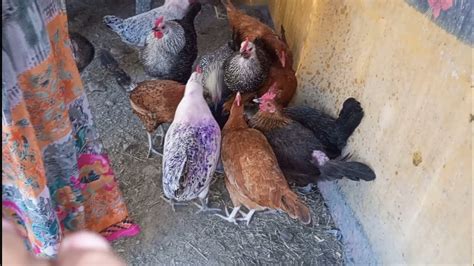 हम मुर्गी को कैसे पालते है 🐓 Desi Murgi Farm Desi Murgi Palan Ka